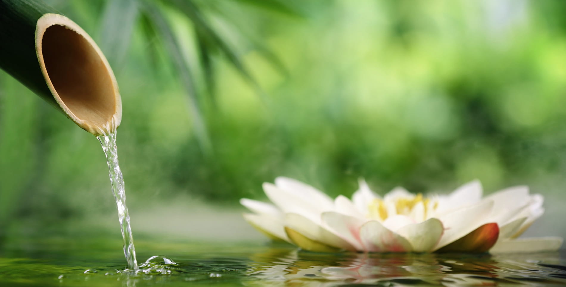 Flores de Bach