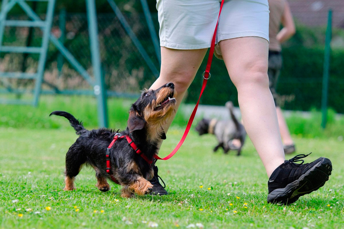 Adiestramiento de base y educación canina