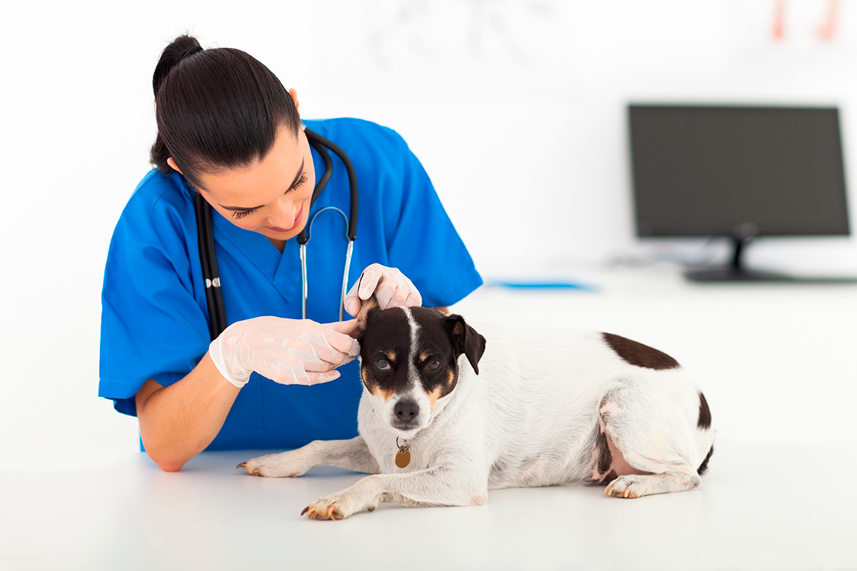 Ayudante técnico veterinario - ATV
