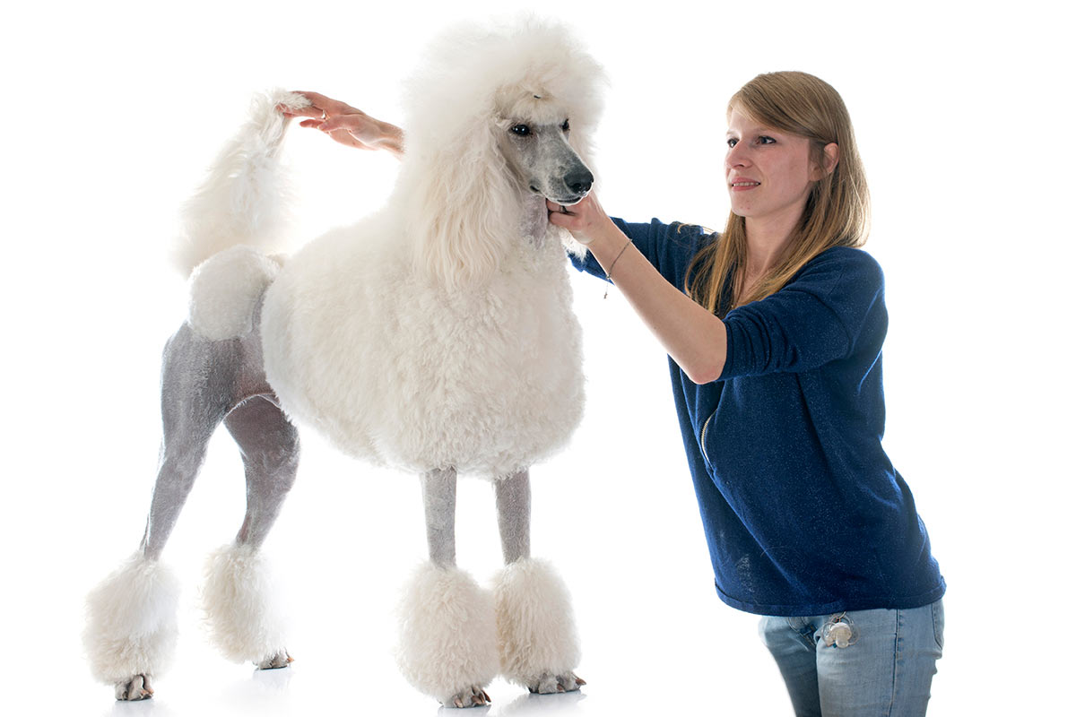 Corte de raza: caniche