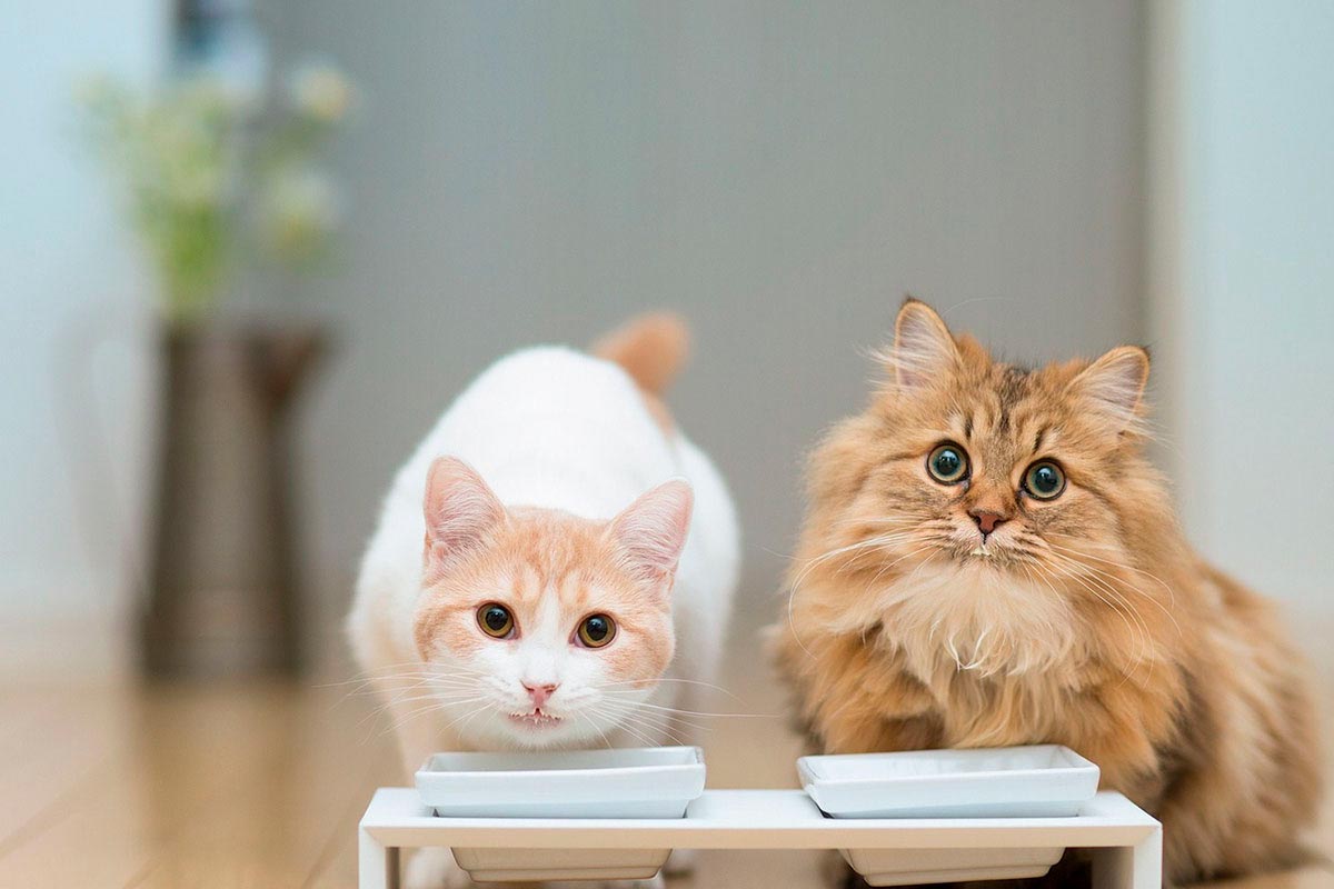 Nutrición y dietética veterinaria online