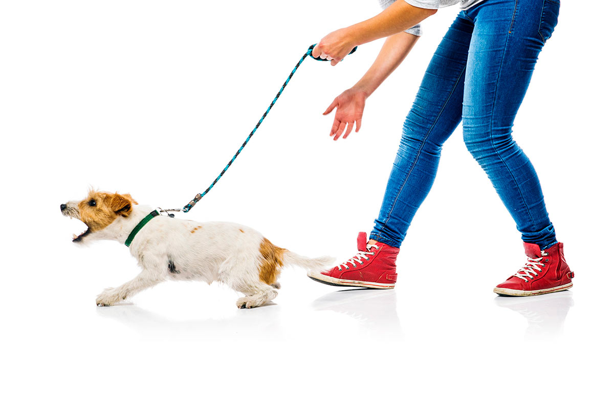 Técnicas de modificación de conducta canina