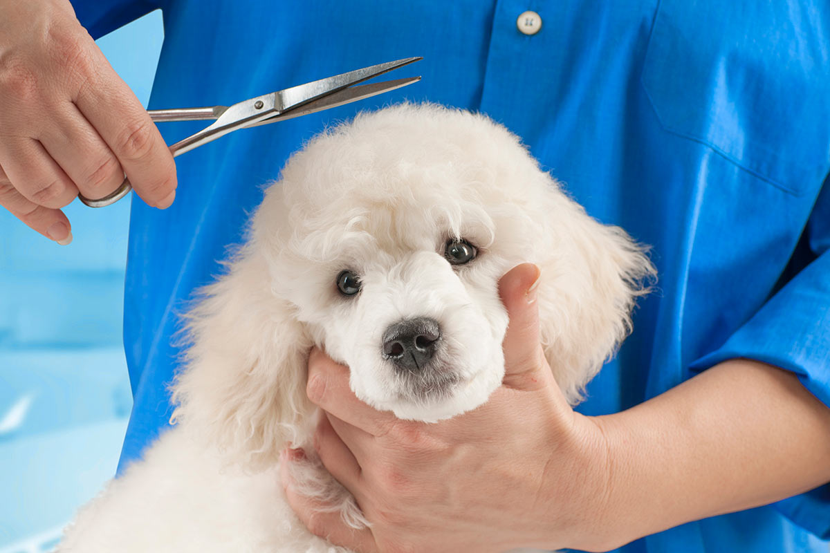 Peluquería y estética canina