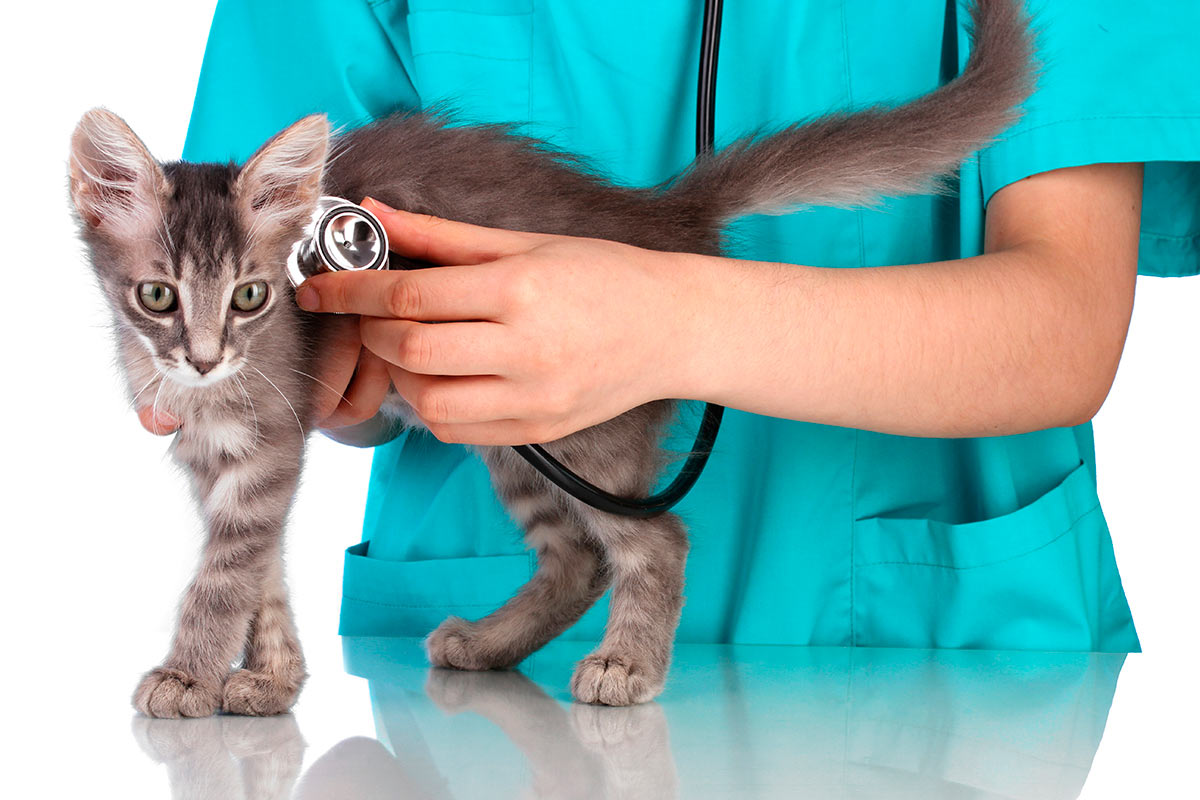 Técnico en felinos