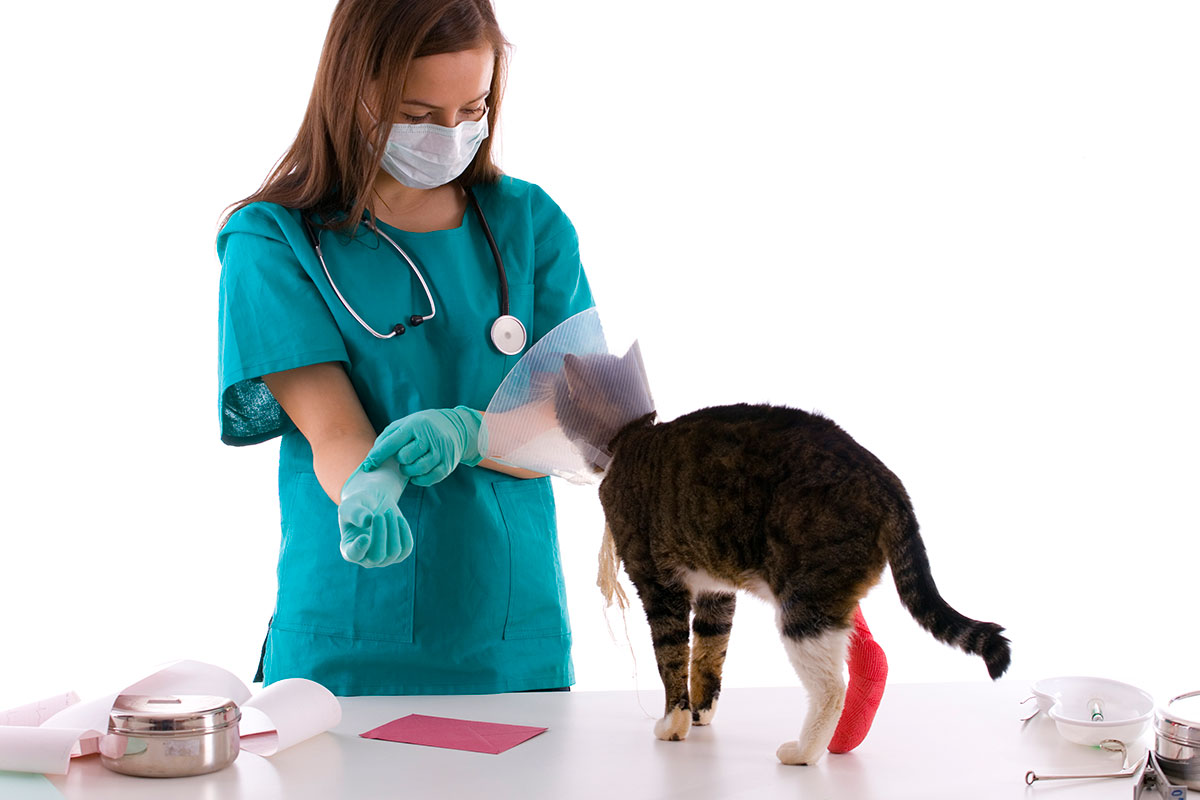 Vendajes funcionales en veterinaria